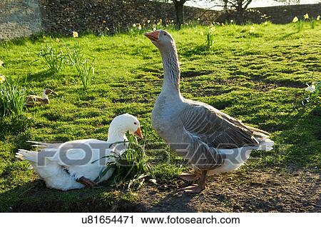 Two farm geese in sunlit field View Large Photo Image Stock Image - Two farm geese in sunlit field. Fotosearch