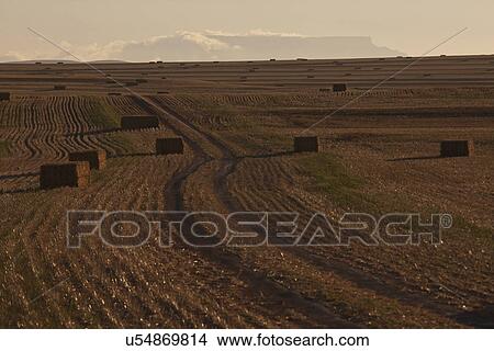Picture - View of haystacks in harvested field. Fotosearch