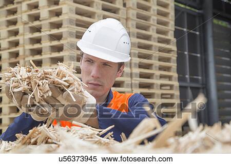 Stock Photography - Young man with handful of wood shaving in timber yard. Fotosearch