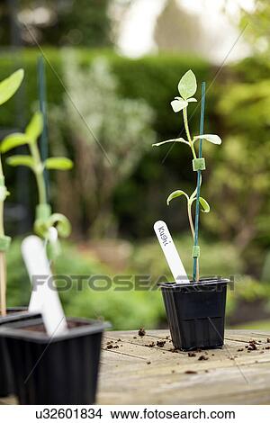 Picture - Young sunflower plants on garden table. Fotosearch