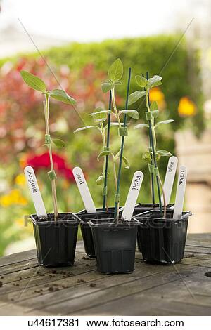 Stock Image - Young sunflower plants on garden table. Fotosearch