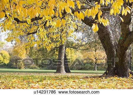 Stock Photograph - Autumn leaves hanging on tree branch in park. Fotosearch