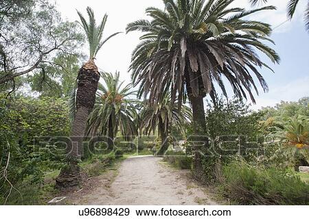 Stock Photo - Dirt road between date palm trees, Tunis, Tunisia. Fotosearch