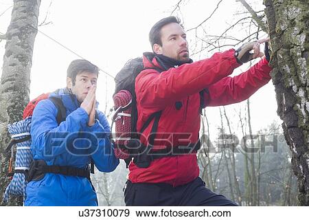 Male hikers exploring tree trunk in forest View Large Photo Image Stock Photo - Male hikers exploring tree trunk in forest. Fotosearch