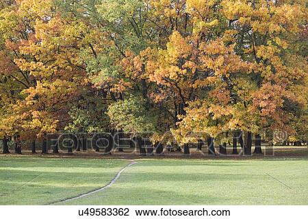 View of autumn trees in park View Large Photo Image Stock Image - View of autumn trees in park. Fotosearch