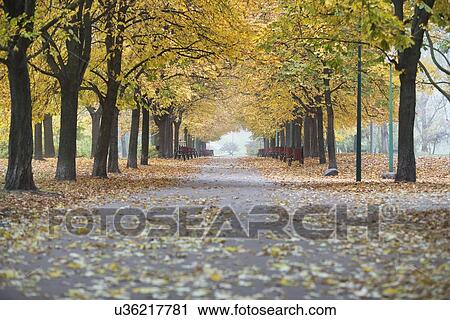 View of walkway and autumn trees in park View Large Photo Image Stock Image - View of walkway and autumn trees in park. Fotosearch