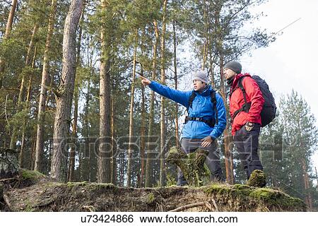 Young male hiker showing something to friend in forest View Large Photo Image Stock Photograph - Young male hiker showing something to friend in forest. Fotosearch