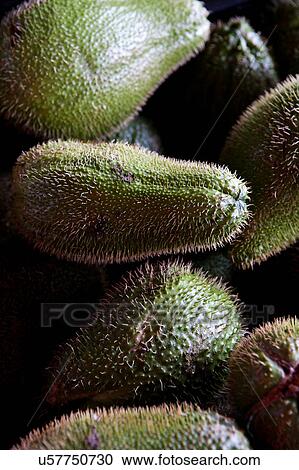An Edible Plant belinging to the squash family View Large Photo Image Stock Image - An Edible Plant belinging to the squash family. Fotosearch