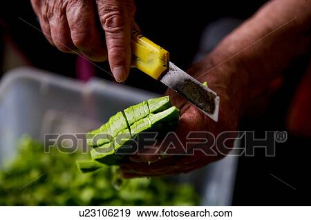 Stock Photo - Nopales is a vegetable that can be eaten grilled or boiled. The term Nopalitos refers to the pads once they are cut up and prepared for eating.. Fotosearch