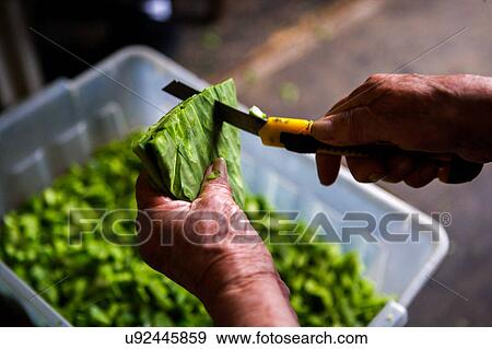 Nopales is a vegetable that can be eaten grilled or boiled. The term Nopalitos refers to the pads once they are cut up and prepared for eating. View Large Photo Image Stock Photo - Nopales is a vegetable that can be eaten grilled or boiled. The term Nopalitos refers to the pads once they are cut up and prepared for eating.. Fotosearch