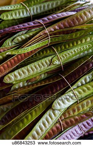 Stock Image - stock photo of a bundle of multi colored beans at the houston farmers market. Fotosearch