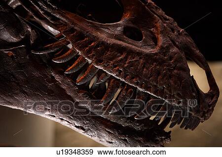 Stock photo of a close up of a Gorgosaurus dinosaur head at the new Paleontology Hall at the Houston Museum of Natural Science View Large Photo Image Stock Photo - Stock photo of a close up of a Gorgosaurus dinosaur head at the new Paleontology Hall at the Houston Museum of Natural Science. Fotosearch