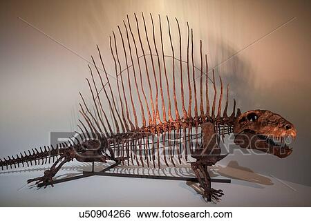 Stock Photograph - Stock photo of a Dimetrodon skeleton at the new Paleontology Hall at the Houston Museum of Natural Science. Fotosearch