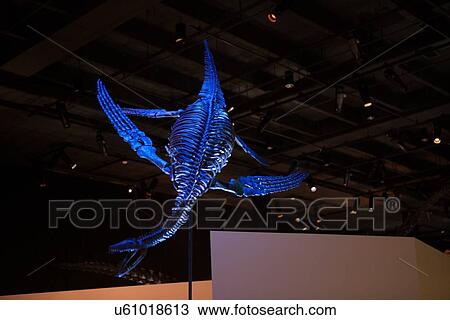 Stock Image - Stock photo of a Diving Plesiosaurus suspended from the ceiling at the new Paleontology Hall at the Houston Museum of Natural Science. Fotosearch