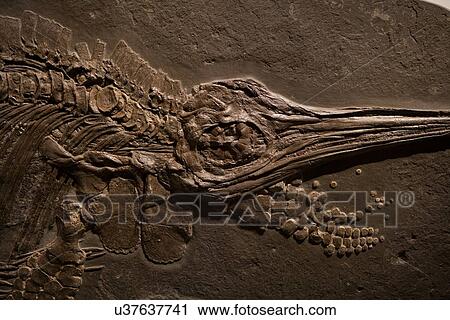Stock Image - Stock photo of a fossilized Ichthyosaur detail at the new Paleontology Hall at the Houston Museum of Natural Science. Fotosearch