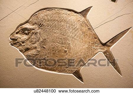 Stock Image - Stock photo of a Gyrodus (Jurassic Moon Fish) fossil at the new Paleontology Hall at the Houston Museum of Natural Science. Fotosearch