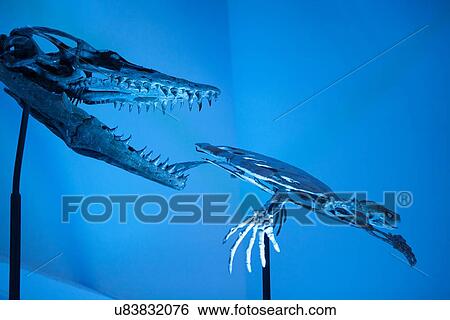 Stock Photograph - Stock photo of a Mosasaur attacking a Toxochelys (Sea Turtle) at the new Paleontology Hall at the Houston Museum of Natural Science. Fotosearch