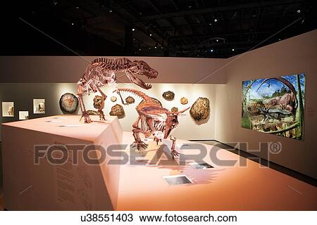 Stock Image - Stock photo of a Postosuchus attacking a Desmatosuchus at the new Paleontology Hall at the Houston Museum of Natural Science. Fotosearch