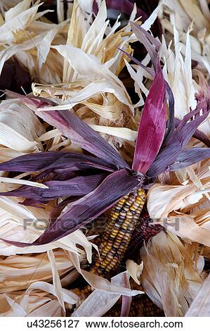 stock photo of a stack of ears of corn at the Houston Farmers Market View Large Photo Image Stock Photo - stock photo of a stack of ears of corn at the Houston Farmers Market. Fotosearch