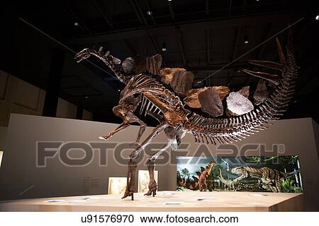 Stock photo of a standing Stegosaurus skeleton at the new Paleontology Hall at the Houston Museum of Natural Science View Large Photo Image Stock Image - Stock photo of a standing Stegosaurus skeleton at the new Paleontology Hall at the Houston Museum of Natural Science. Fotosearch