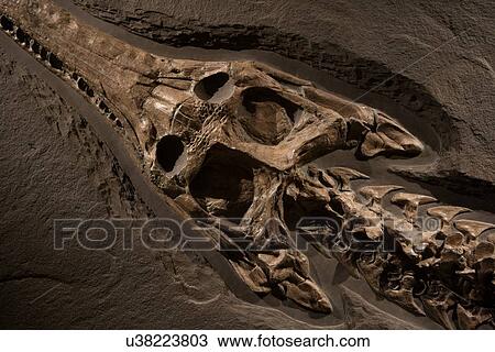 Stock Image - Stock photo of a Steneosaur head and neck detail at the new Paleontology Hall at the Houston Museum of Natural Science. Fotosearch