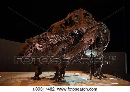 Stock Image - Stock photo of a Triceratops (Lane) skeleton at the new Paleontology Hall at the Houston Museum of Natural Science. Fotosearch