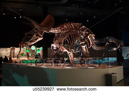 Stock Photo - Stock photo of a Triceratops (Lane) skeleton at the new Paleontology Hall at the Houston Museum of Natural Science. Fotosearch