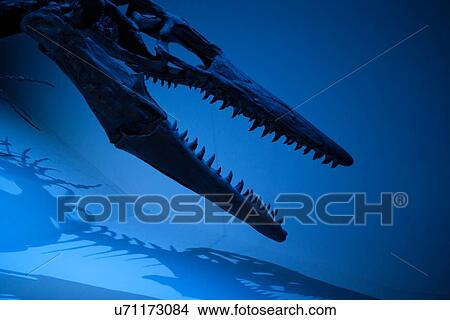Stock photo of a Tylosaurus head detail at the new Paleontology Hall at the Houston Museum of Natural Science View Large Photo Image Picture - Stock photo of a Tylosaurus head detail at the new Paleontology Hall at the Houston Museum of Natural Science. Fotosearch
