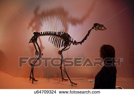 Stock photo of a woman looking at a Paleolama (Camel) skeleton at the new Paleontology Hall at the Houston Museum of Natural Science View Large Photo Image Picture - Stock photo of a woman looking at a Paleolama (Camel) skeleton at the new Paleontology Hall at the Houston Museum of Natural Science. Fotosearch
