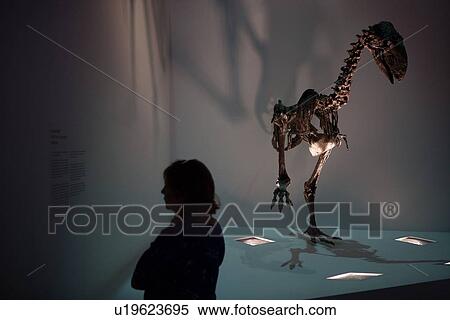 Stock photo of a woman reading about the Diatryma (Giant Bird) on display at the new Paleontology Hall at the Houston Museum of Natural Science View Large Photo Image Stock Photography - Stock photo of a woman reading about the Diatryma (Giant Bird) on display at the new Paleontology Hall at the Houston Museum of Natural Science. Fotosearch