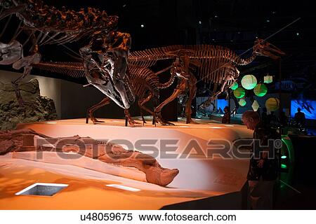Stock Photography - Stock photo of Gorgosaurus with duck-bill mummy, Edmontosaurus adult and juvenile in the background at the new Paleontology Hall at the Houston Museum of Natural Science. Fotosearch