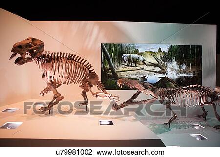 Stock photo of skeletal models of a Smilosuchus attacking a Placerias on display at the new Paleontology Hall at the Houston Museum of Natural Science View Large Photo Image Stock Image - Stock photo of skeletal models of a Smilosuchus attacking a Placerias on display at the new Paleontology Hall at the Houston Museum of Natural Science. Fotosearch