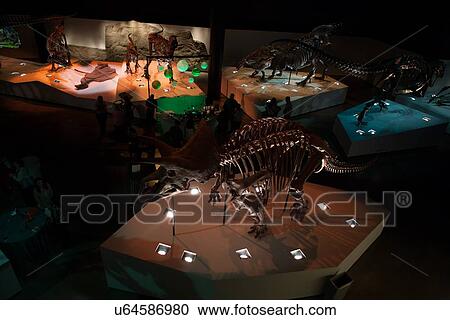Stock Image - Stock photo of the aerial view of the dinosaurs at the new Paleontology Hall at the Houston Museum of Natural Science showing the Triceratops (Lane). Fotosearch
