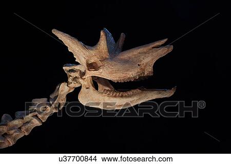 Picture - Stock photo of the head of a Shansitherium (Giraffe)skeleton at the new Paleontology Hall at the Houston Museum of Natural Science. Fotosearch