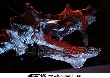 Stock Image - Stock photo of the head of a Uintatherium at the new Paleontology Hall at the Houston Museum of Natural Science. Fotosearch