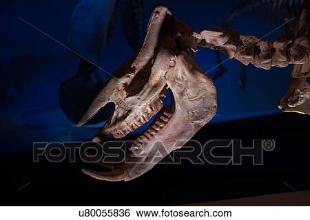 Stock photo of the head of a Chilotherium (Hippo-Rhino) skeleton at the new Paleontology Hall at the Houston Museum of Natural Science View Large Photo Image Stock Photograph - Stock photo of the head of a Chilotherium (Hippo-Rhino) skeleton at the new Paleontology Hall at the Houston Museum of Natural Science. Fotosearch