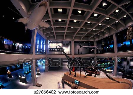 Stock Image - Stock photo of the interior of the Houston Museum of Natural Science in Houston Texas. Fotosearch