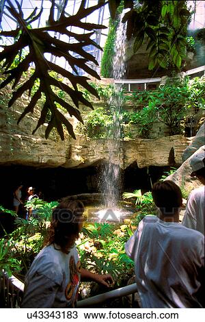 Stock Image - Stock photo of the interior of the Cockrell Butterfly Center at the Museum of Natural Science in Houston Texas. Fotosearch