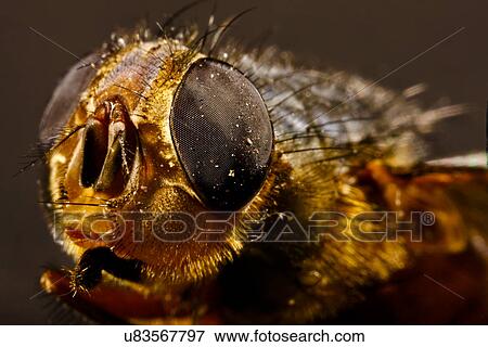 Bee View Large Photo Image Stock Photo - Bee. Fotosearch