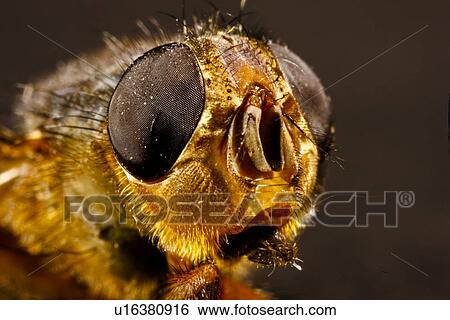 Bee View Large Photo Image Stock Photograph - Bee. Fotosearch
