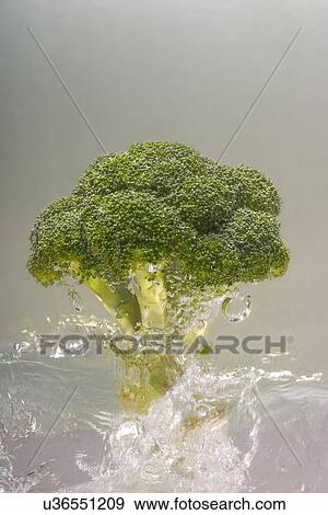 Stock Photo - Broccoli . Fotosearch