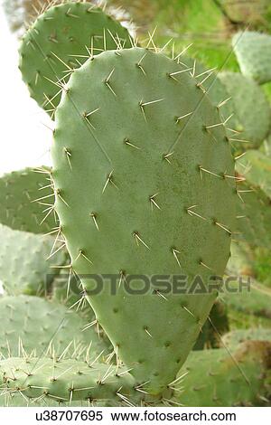 Cactus View Large Photo Image Stock Photography - Cactus . Fotosearch