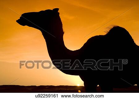 Stock Image - Camel . Fotosearch