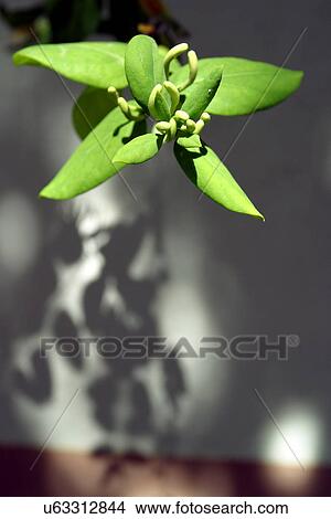 Picture - Close up of a plant . Fotosearch