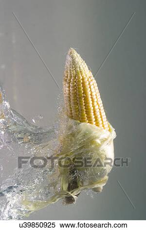 Corn in water View Large Photo Image Stock Photography - Corn in water. Fotosearch