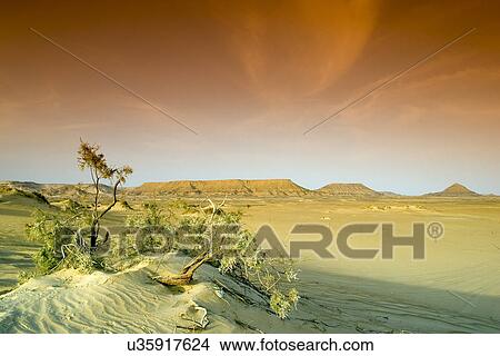 Picture - Dessert . Fotosearch