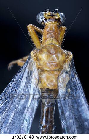 Stock Image - Dragonfly. Fotosearch