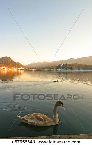 Duck View Large Photo Image Stock Photo - Duck . Fotosearch