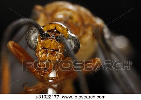 Stock Photo - Extreme close up of a bee . Fotosearch