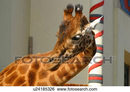 Stock Photograph - Giraffe . Fotosearch